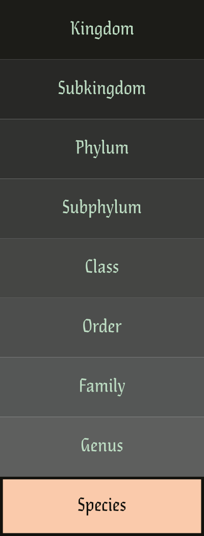 Kingdom subkingdom phylum subphylum class order family genus species.